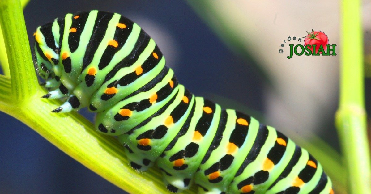 Caterpillars in Ecosystems