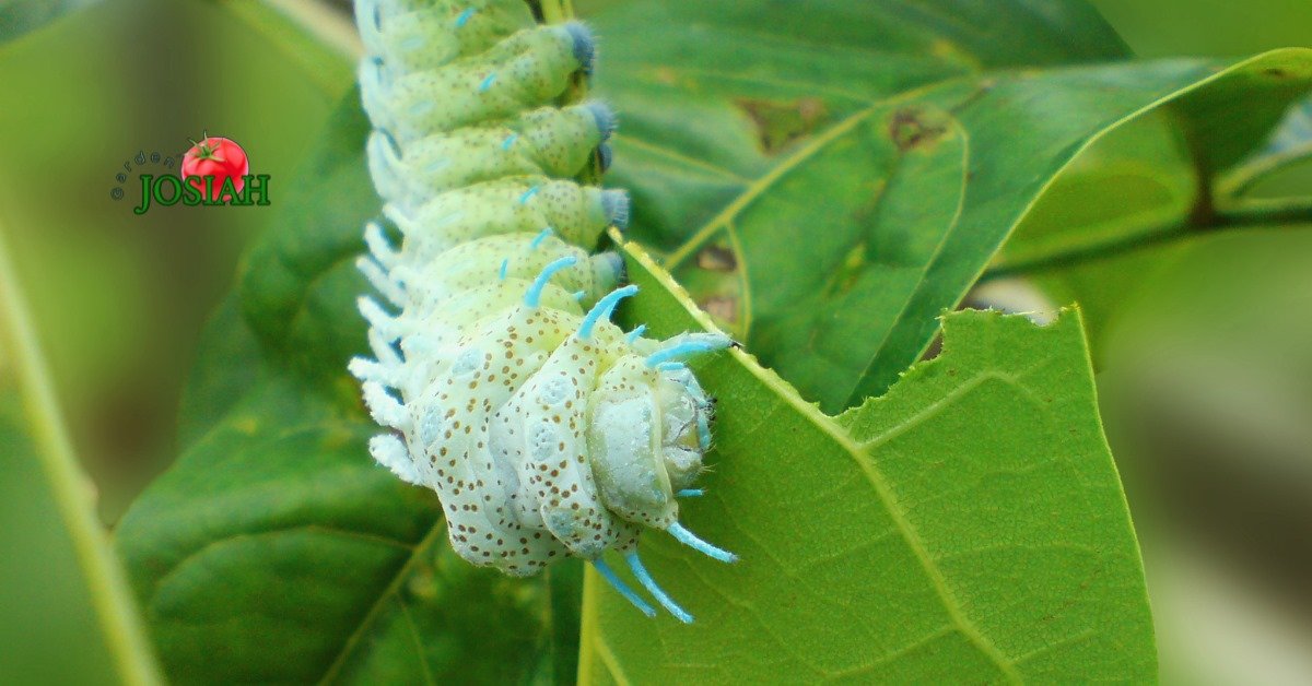 Climate Change Affects Green Caterpillars